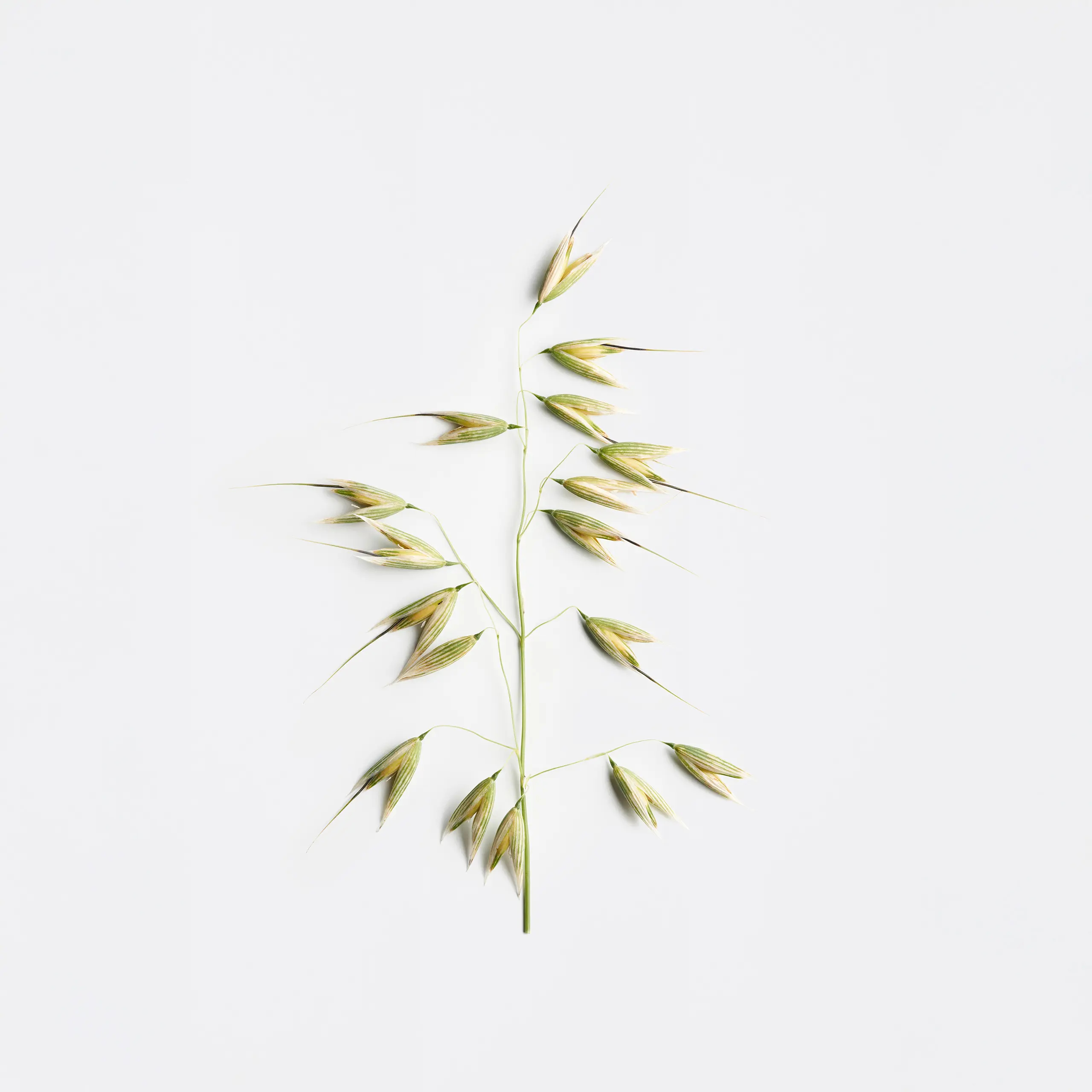 Ingredient Oats 210514 Top C1 4 sRGB 1222