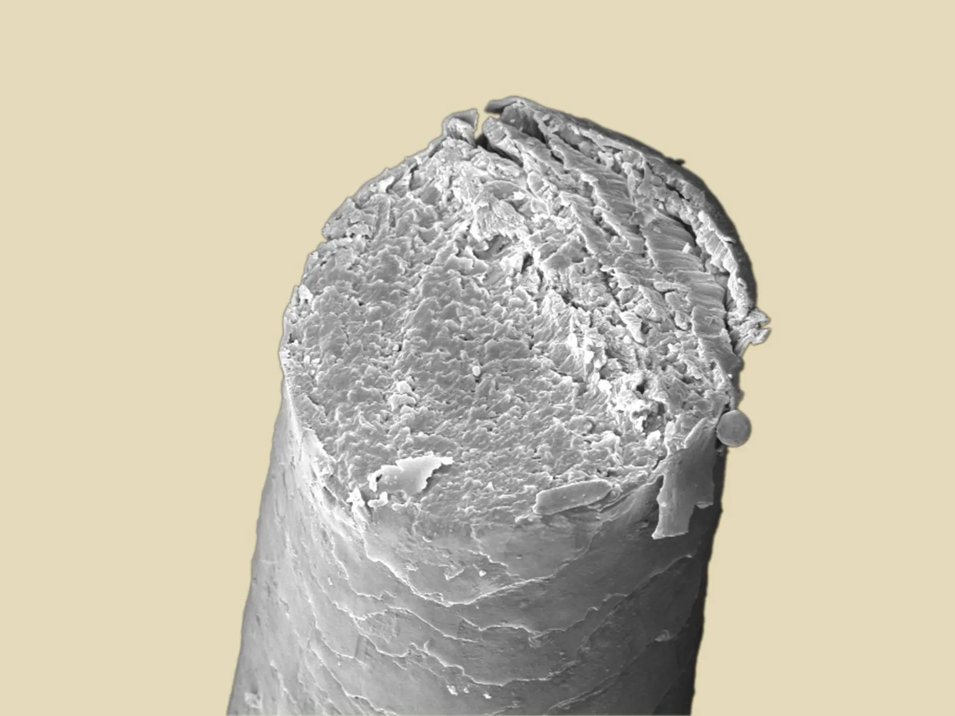 calligraphy cut la biosthetique 11